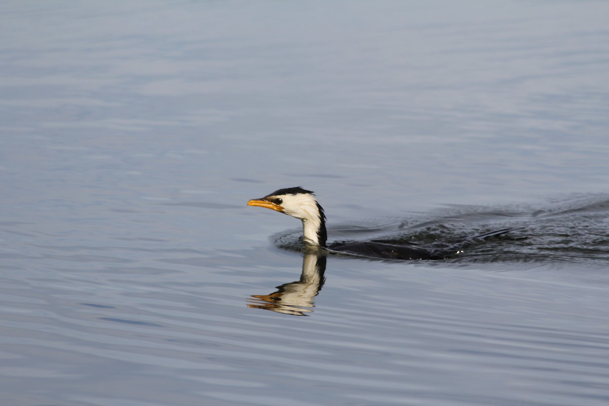 Little Pied Cormorant - ML642578078