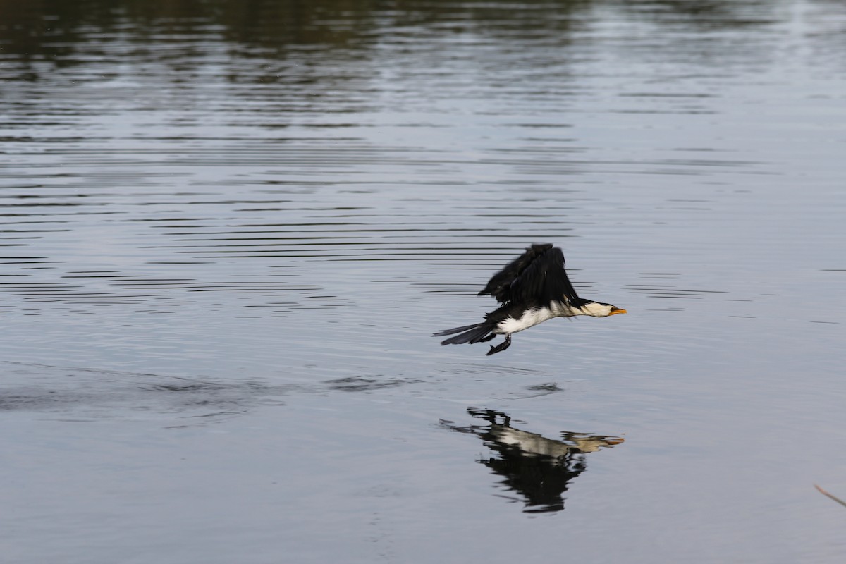 Little Pied Cormorant - ML642578079