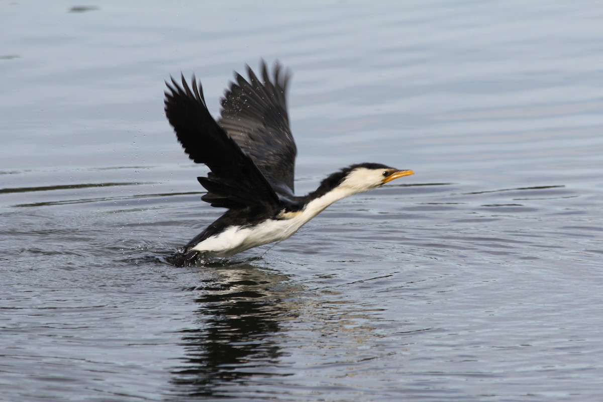 Little Pied Cormorant - ML642578081