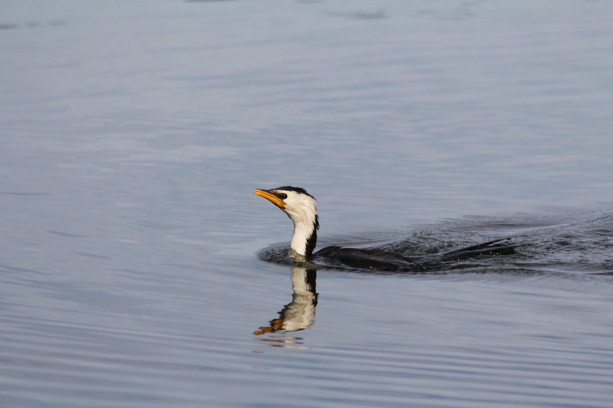 Little Pied Cormorant - ML642578082