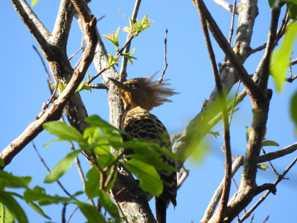 Ochre-backed Woodpecker - ML642578084