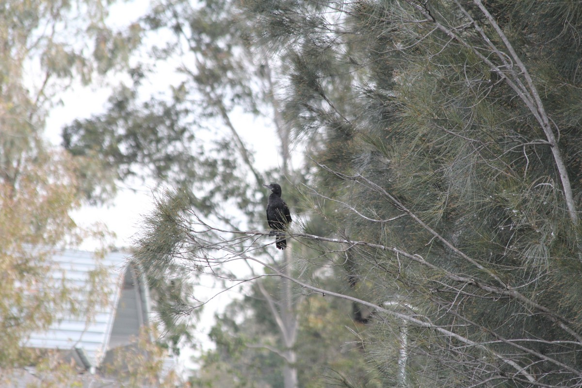 Little Black Cormorant - ML642578091