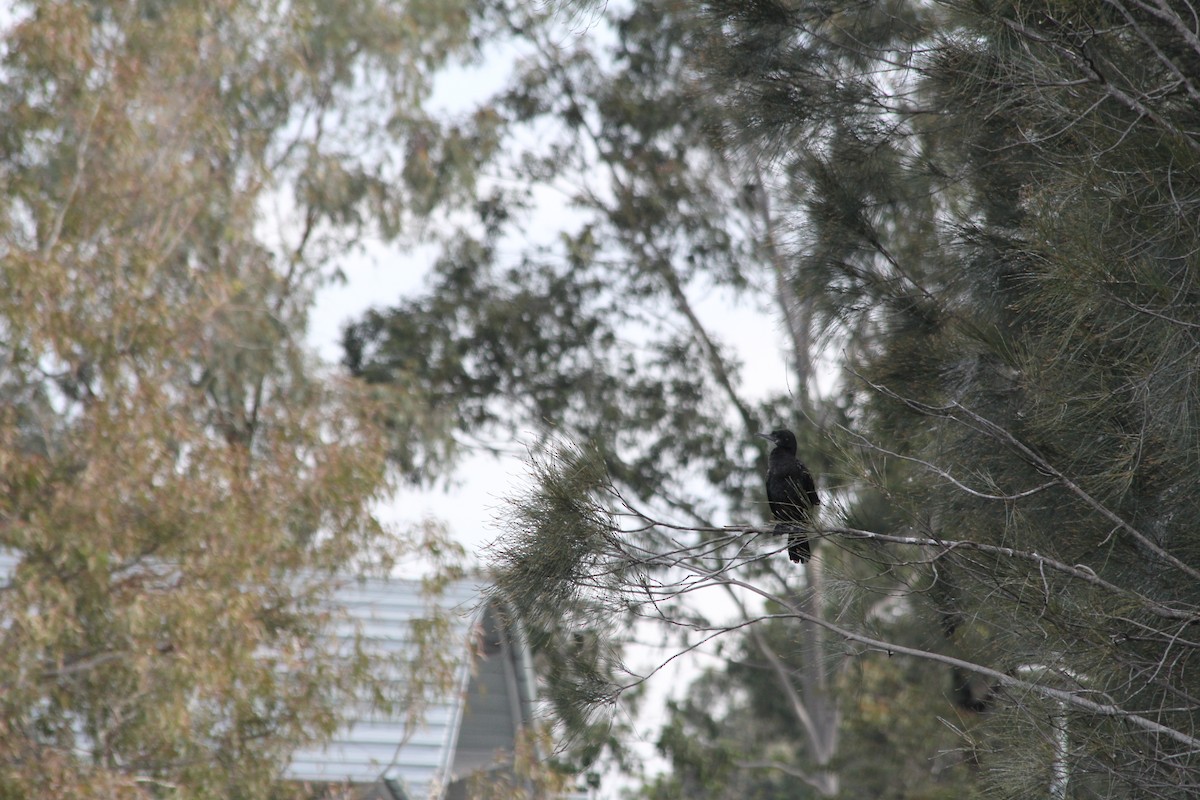 Little Black Cormorant - ML642578092
