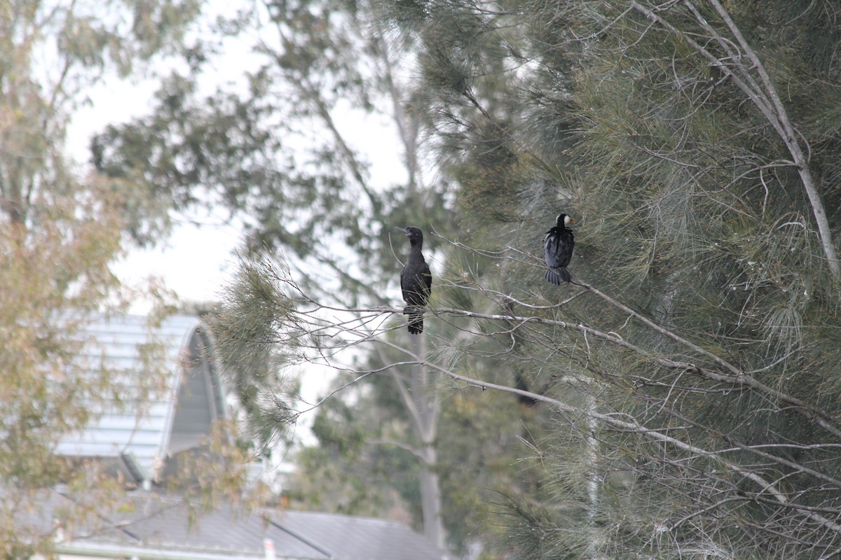 Little Black Cormorant - ML642578093