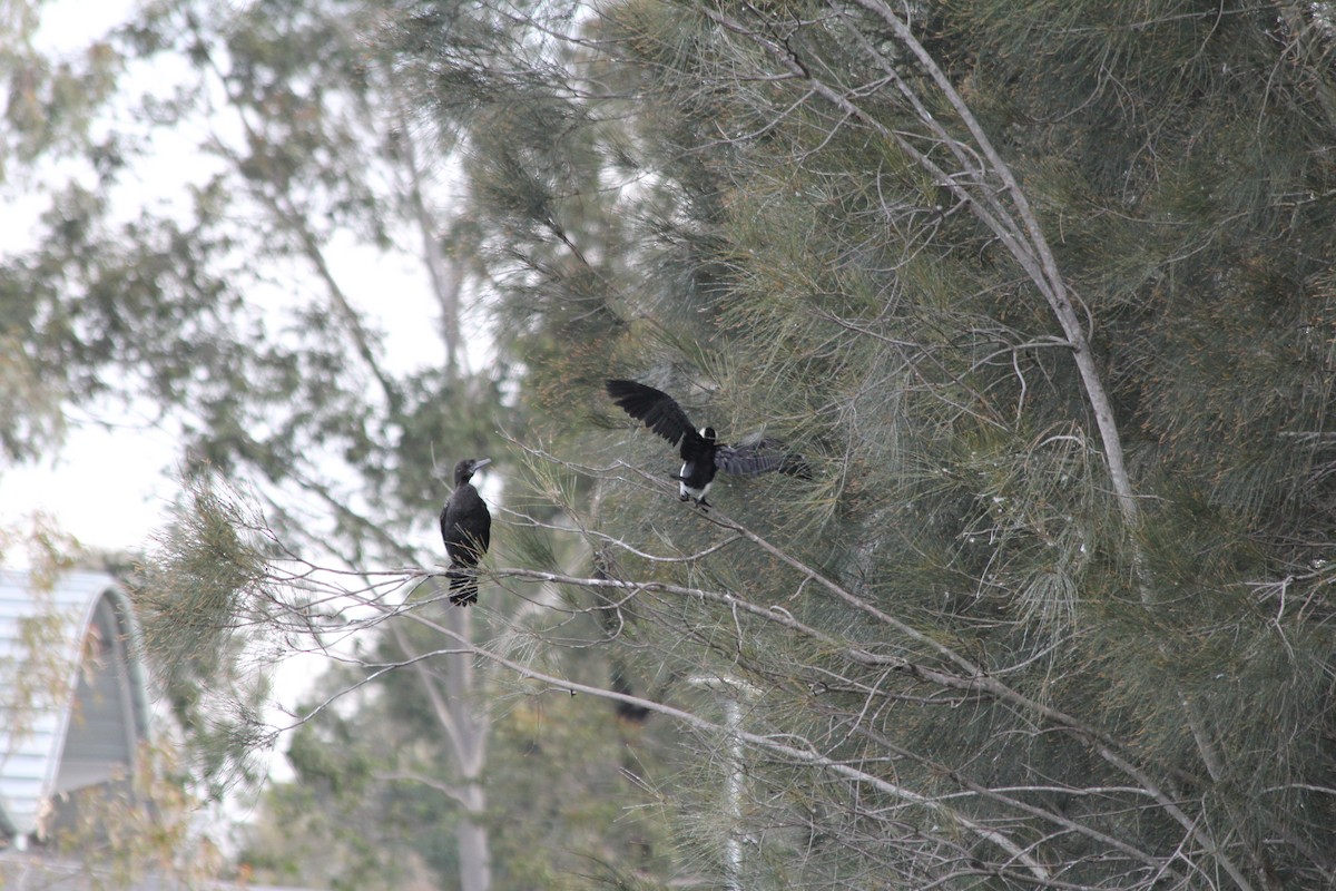 Little Black Cormorant - ML642578094
