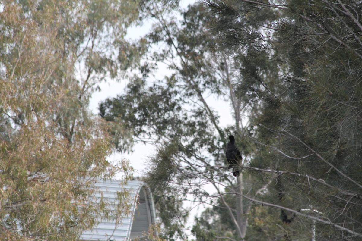 Little Black Cormorant - ML642578095