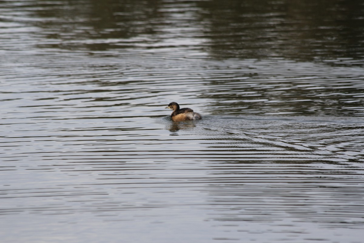 Australasian Grebe - ML642578105