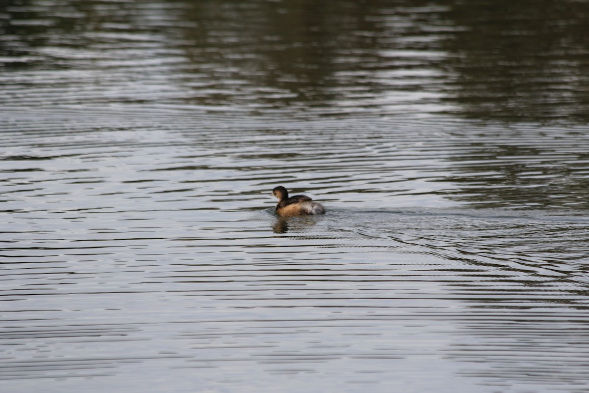 Australasian Grebe - ML642578106