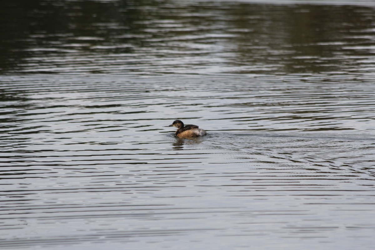 Australasian Grebe - ML642578107