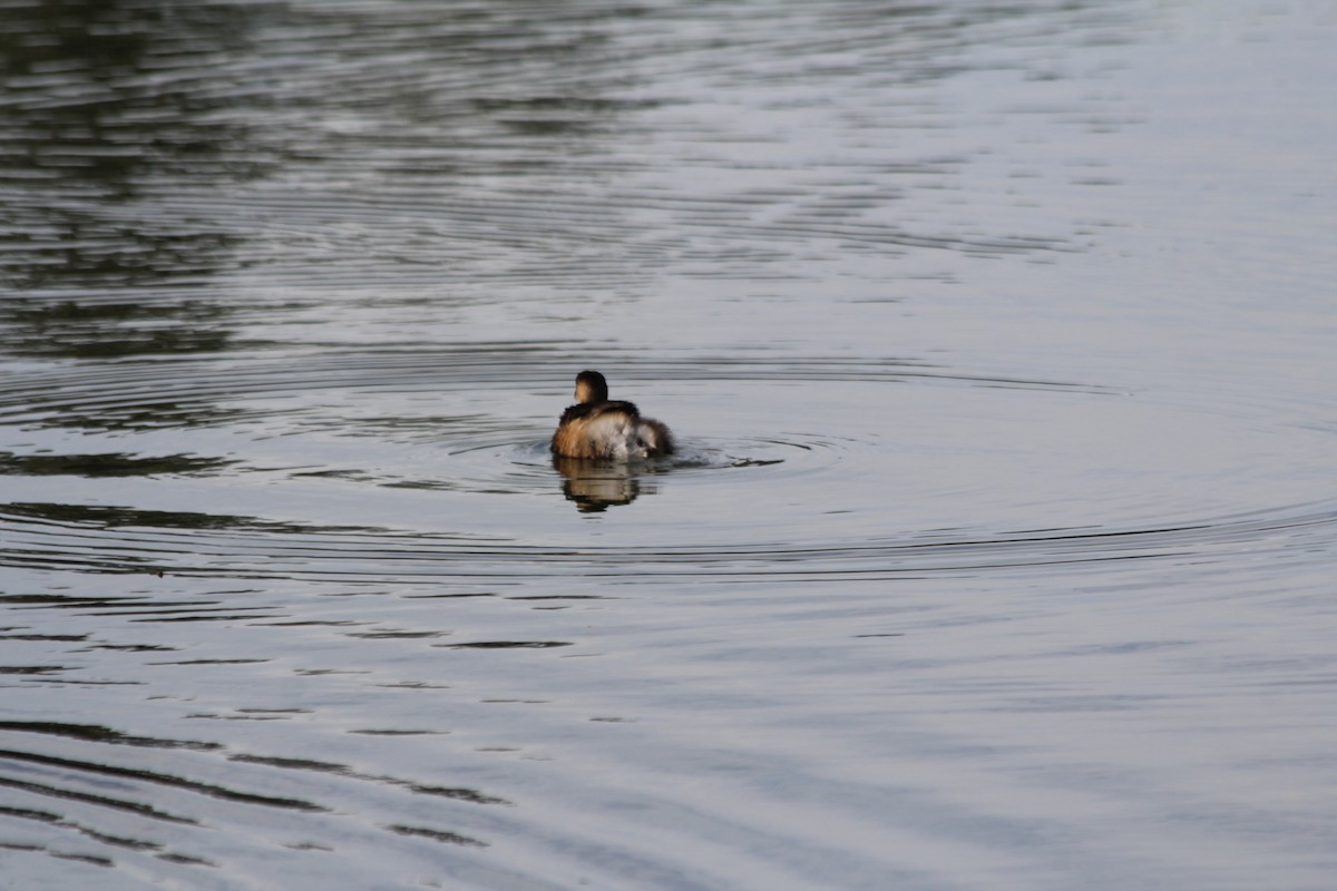 Australasian Grebe - ML642578108