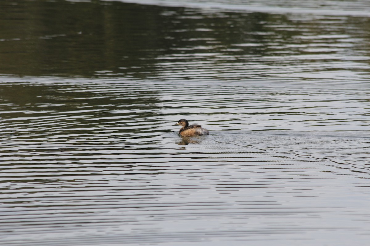 Australasian Grebe - ML642578109