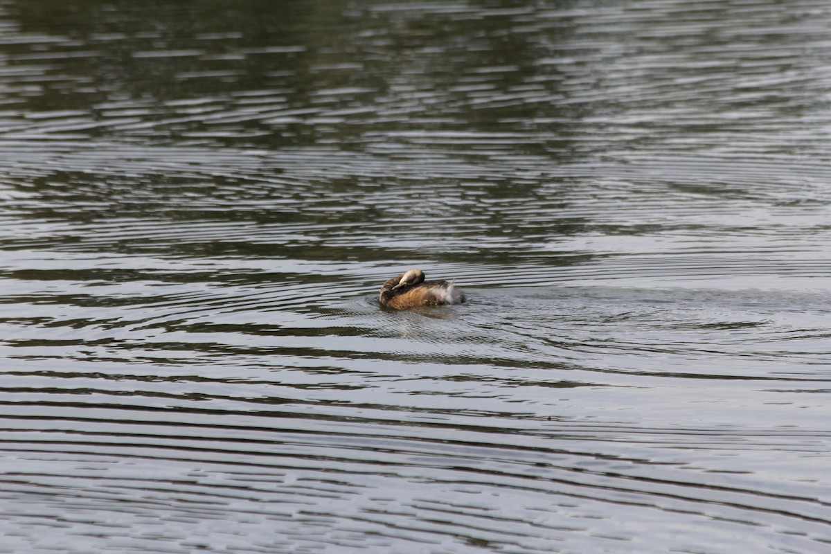 Australasian Grebe - ML642578110