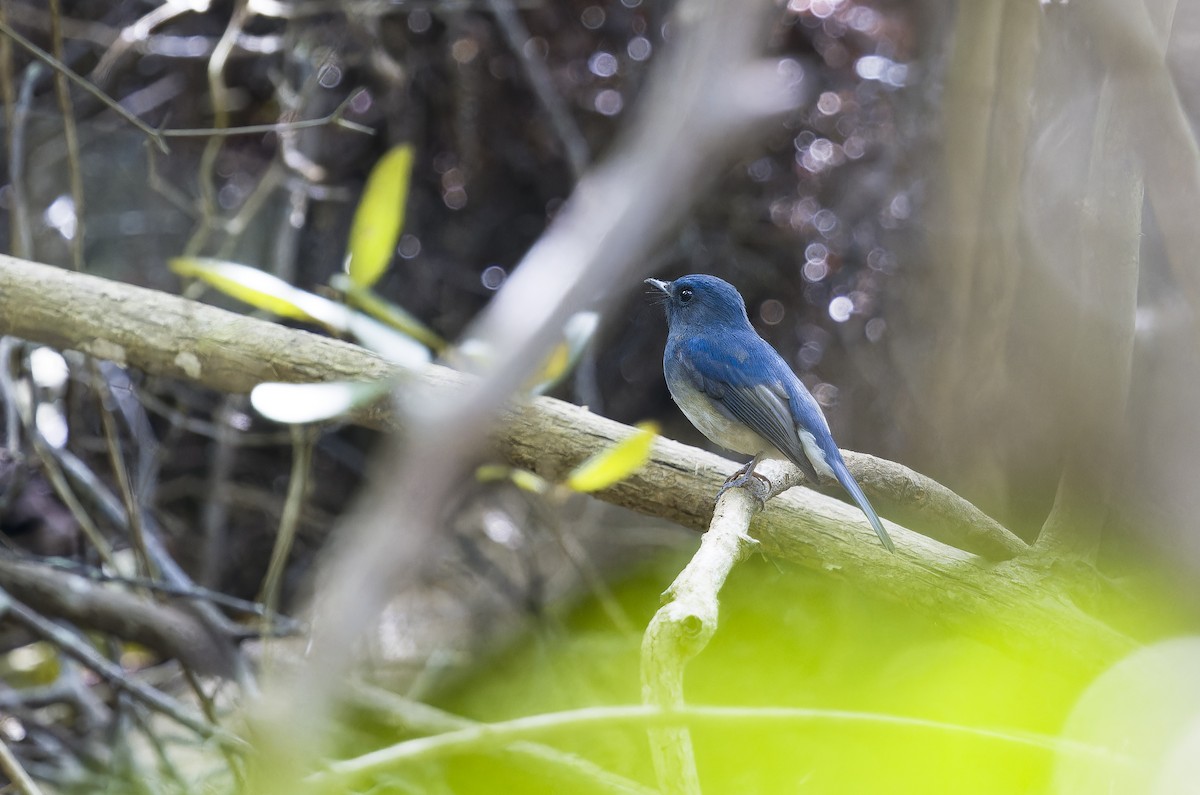 Hainan Blue Flycatcher - ML642578122