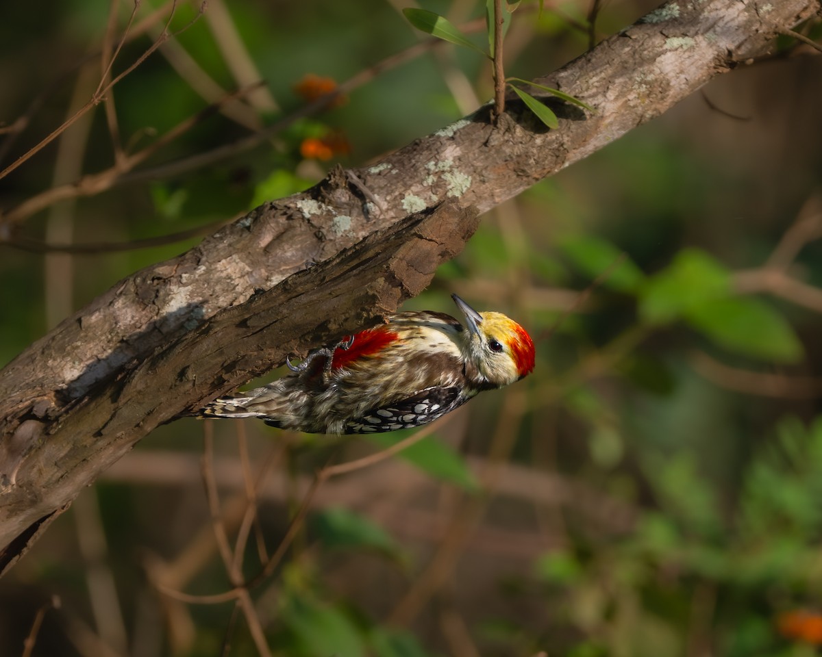 Yellow-crowned Woodpecker - ML642578128