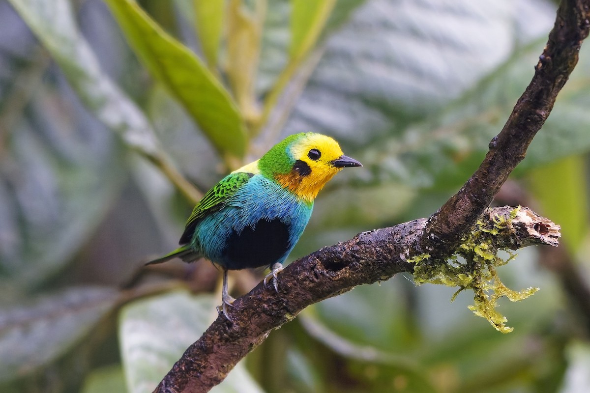 Multicolored Tanager - ML642578159