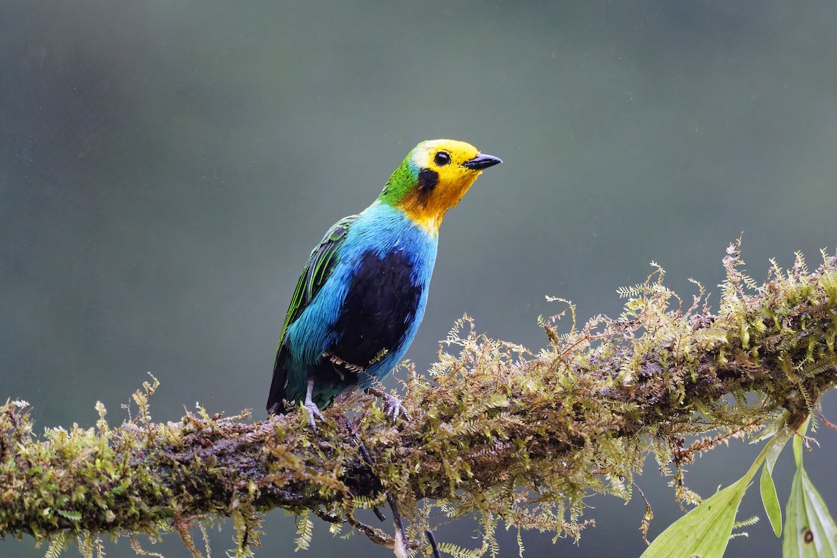 Multicolored Tanager - ML642578160