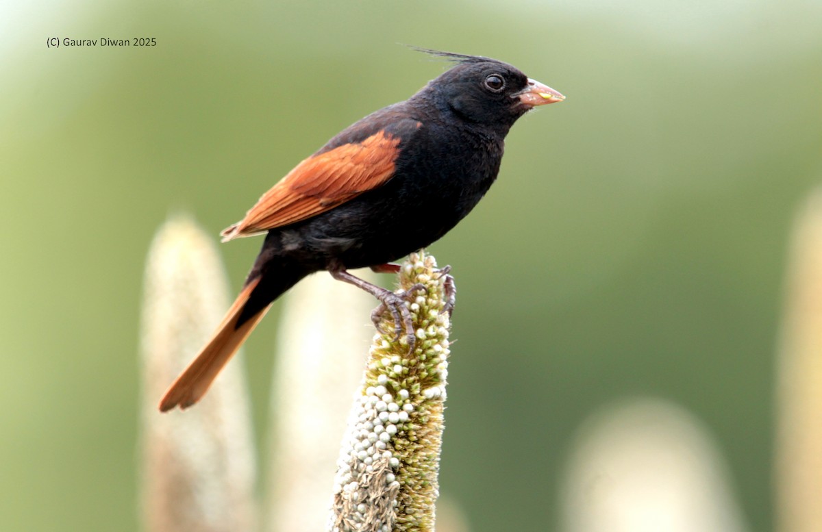 Crested Bunting - ML642578169