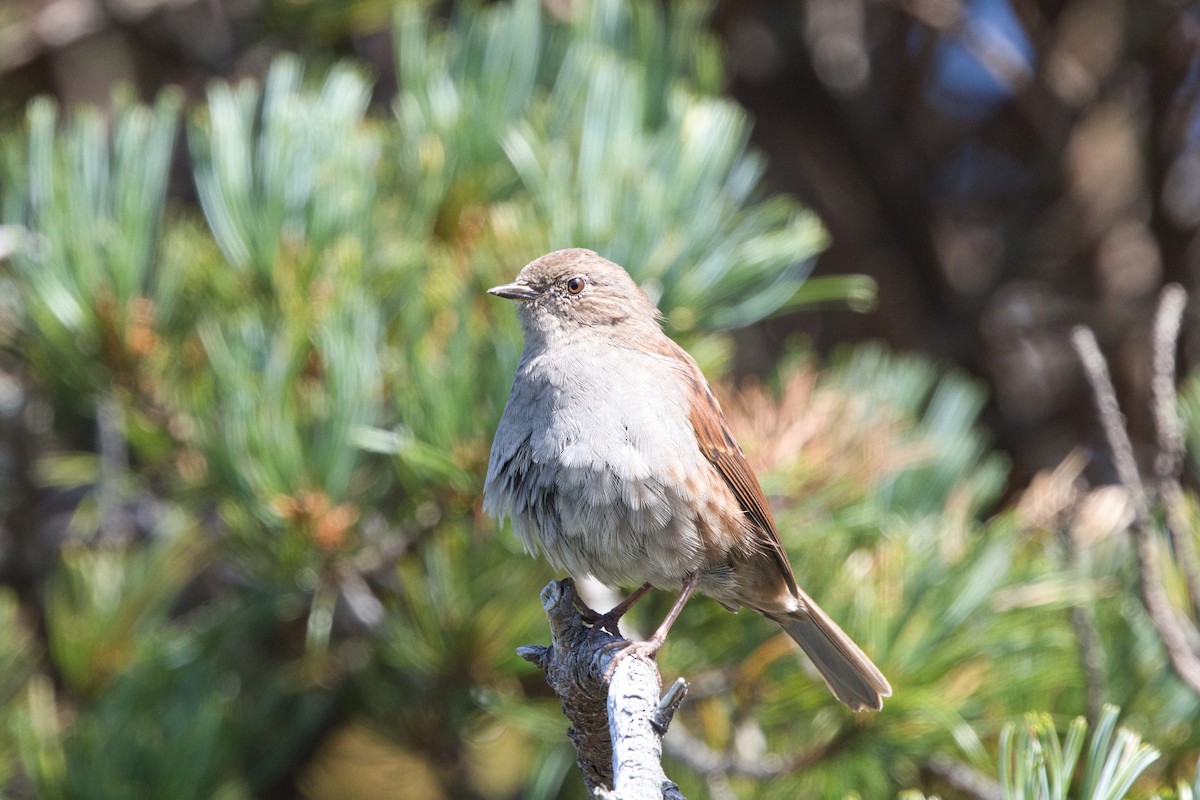 Japanese Accentor - ML642578180