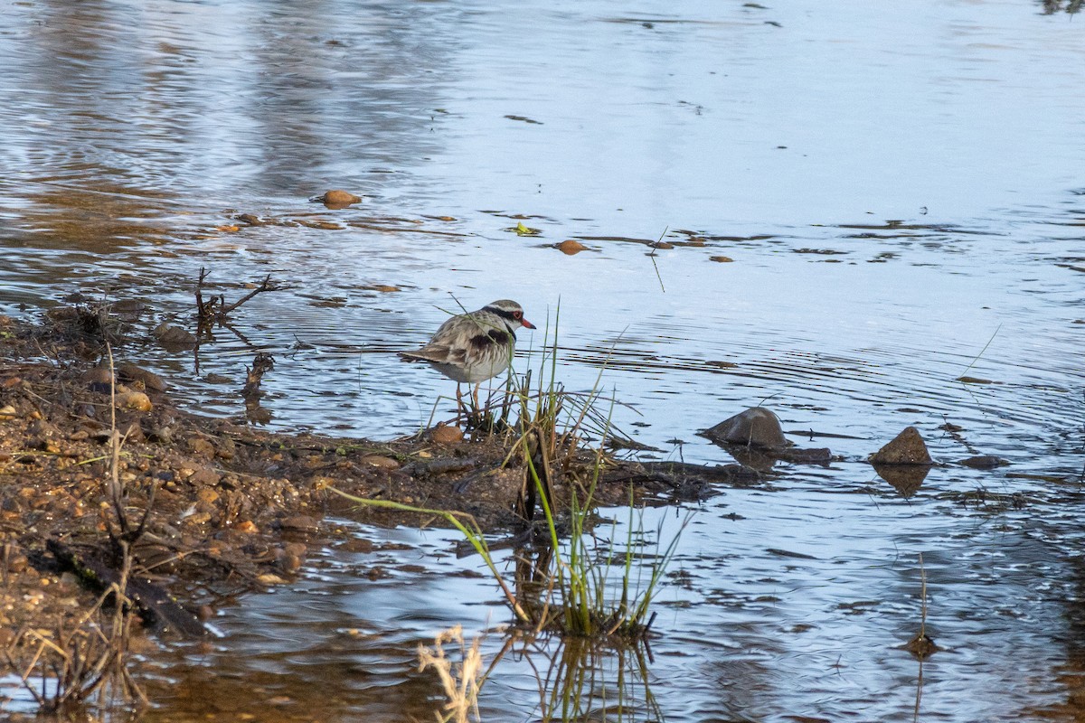Black-fronted Dotterel - ML642578198