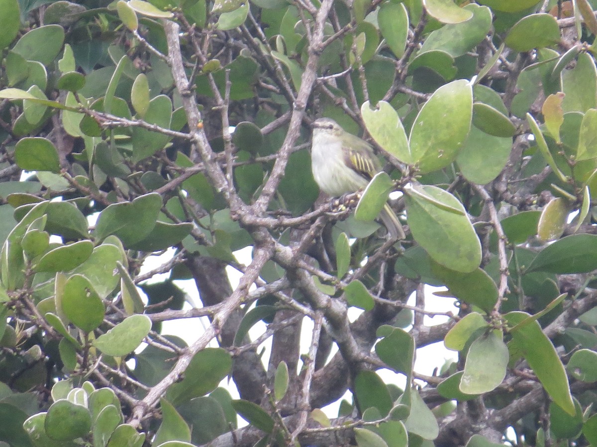 Mistletoe Tyrannulet - ML642578199