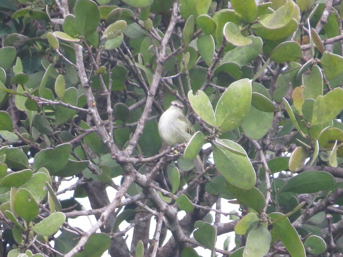 Mistletoe Tyrannulet - ML642578200