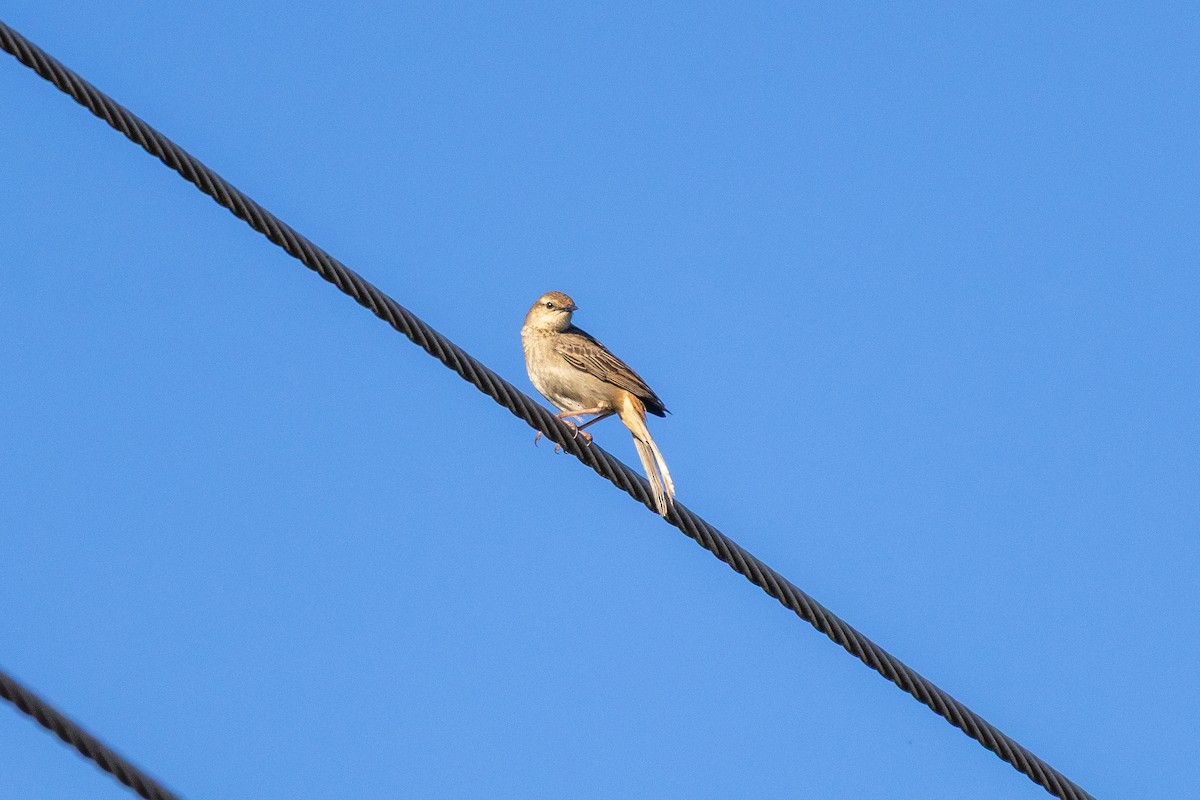 Rufous Songlark - ML642578212