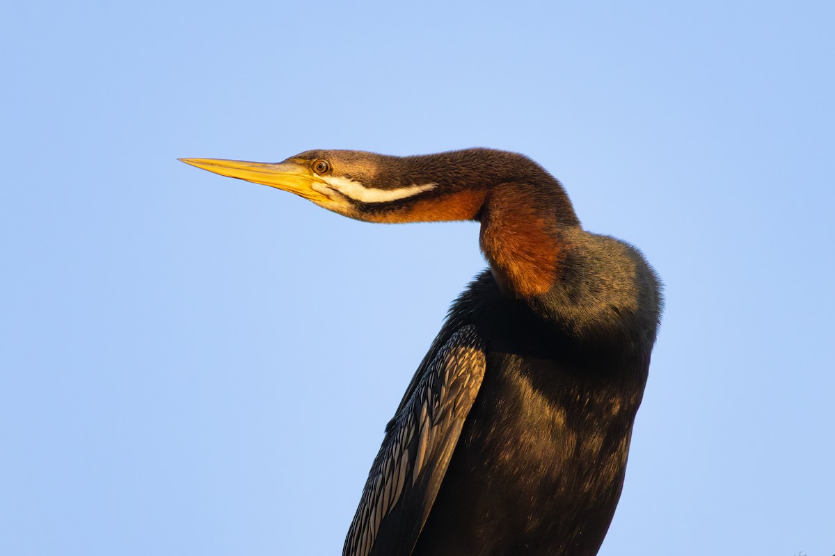 Australasian Darter - ML642578213