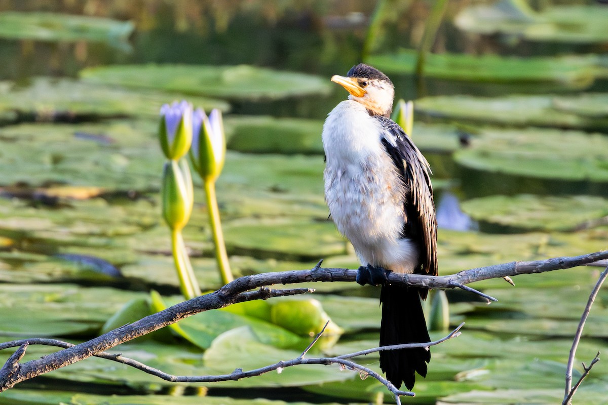 Little Pied Cormorant - ML642578214