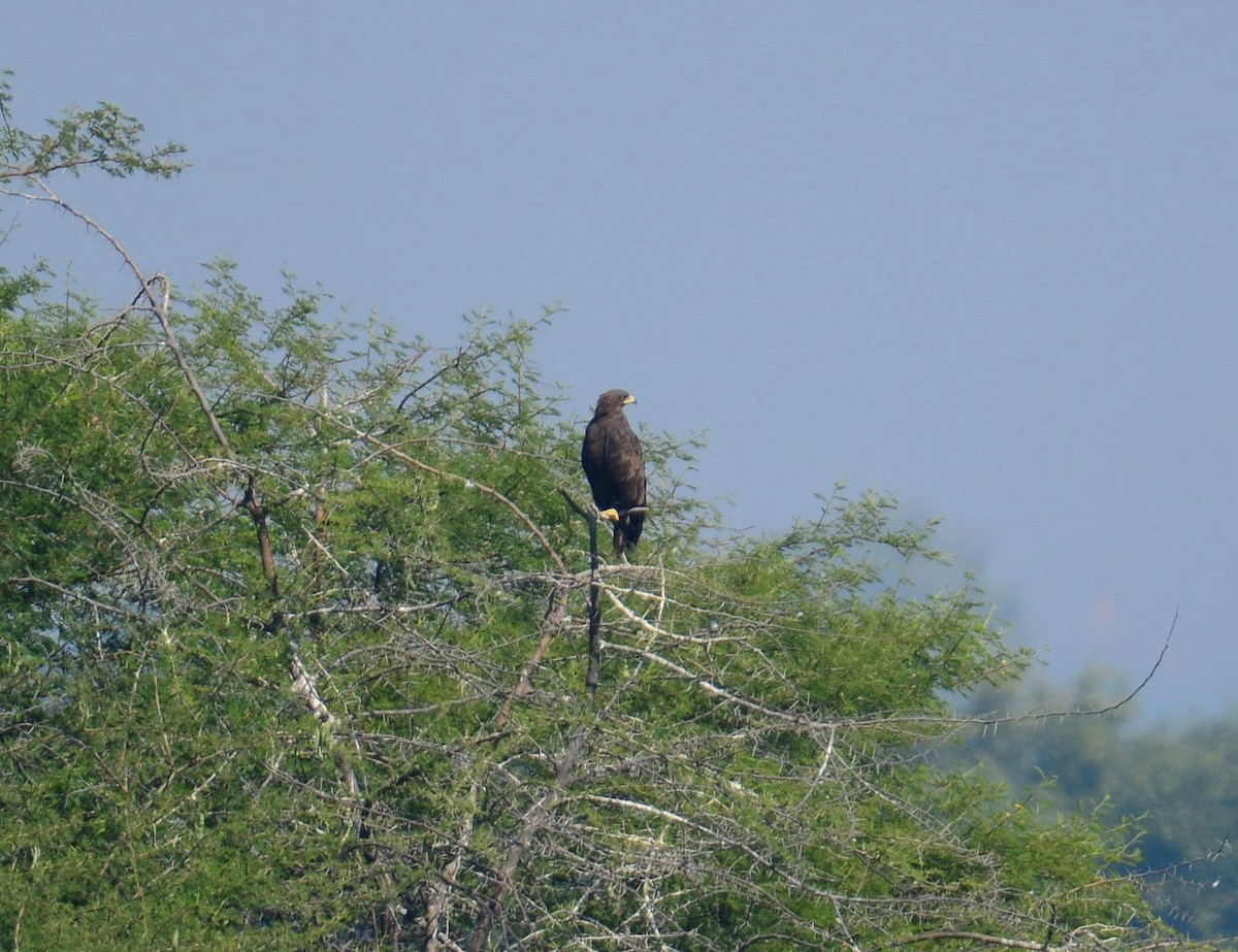 Águila Moteada - ML642578218