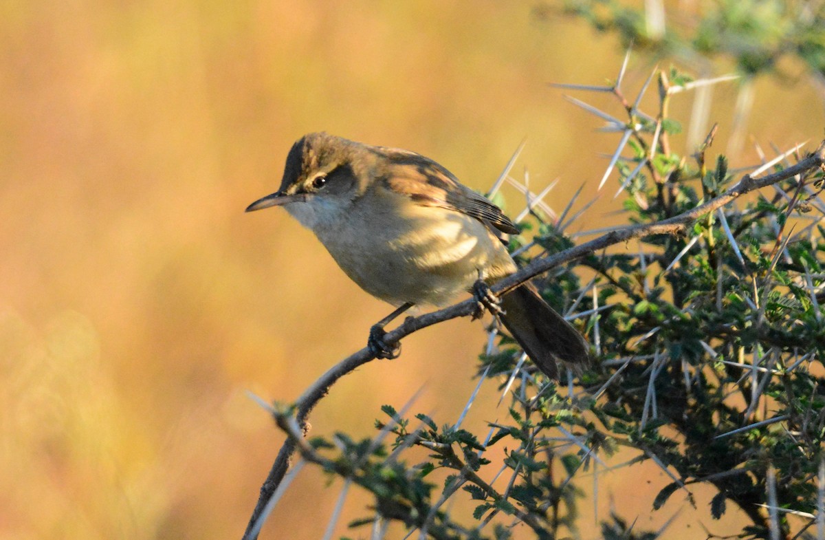 Clamorous Reed Warbler - ML642578243