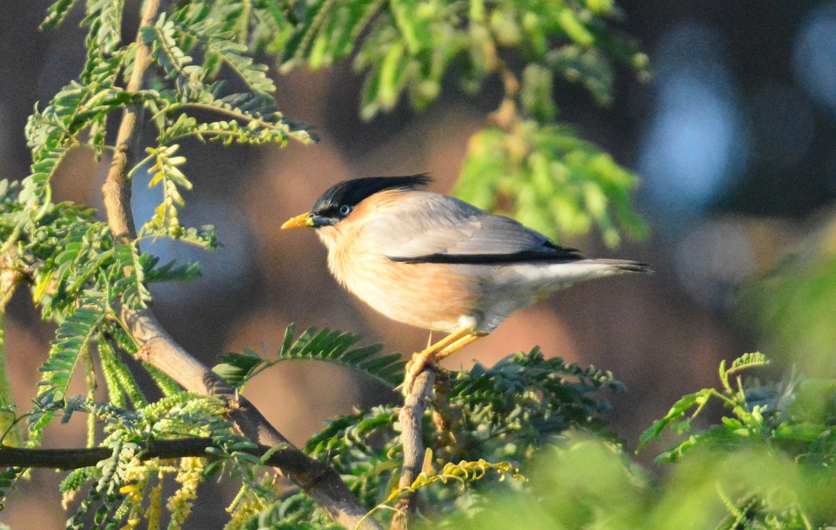 Brahminy Starling - ML642578262