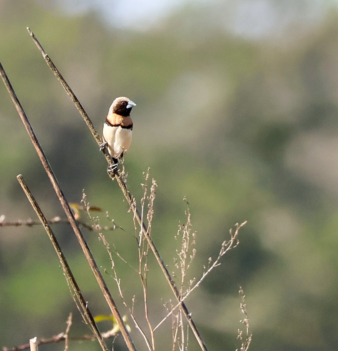 Chestnut-breasted Munia - ML642578283