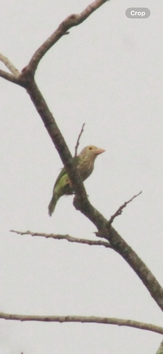 Lineated Barbet - ML642578305