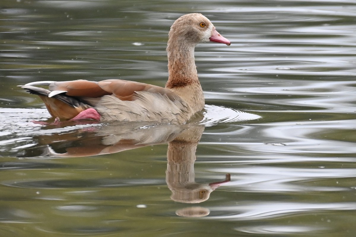 Egyptian Goose - ML642578337