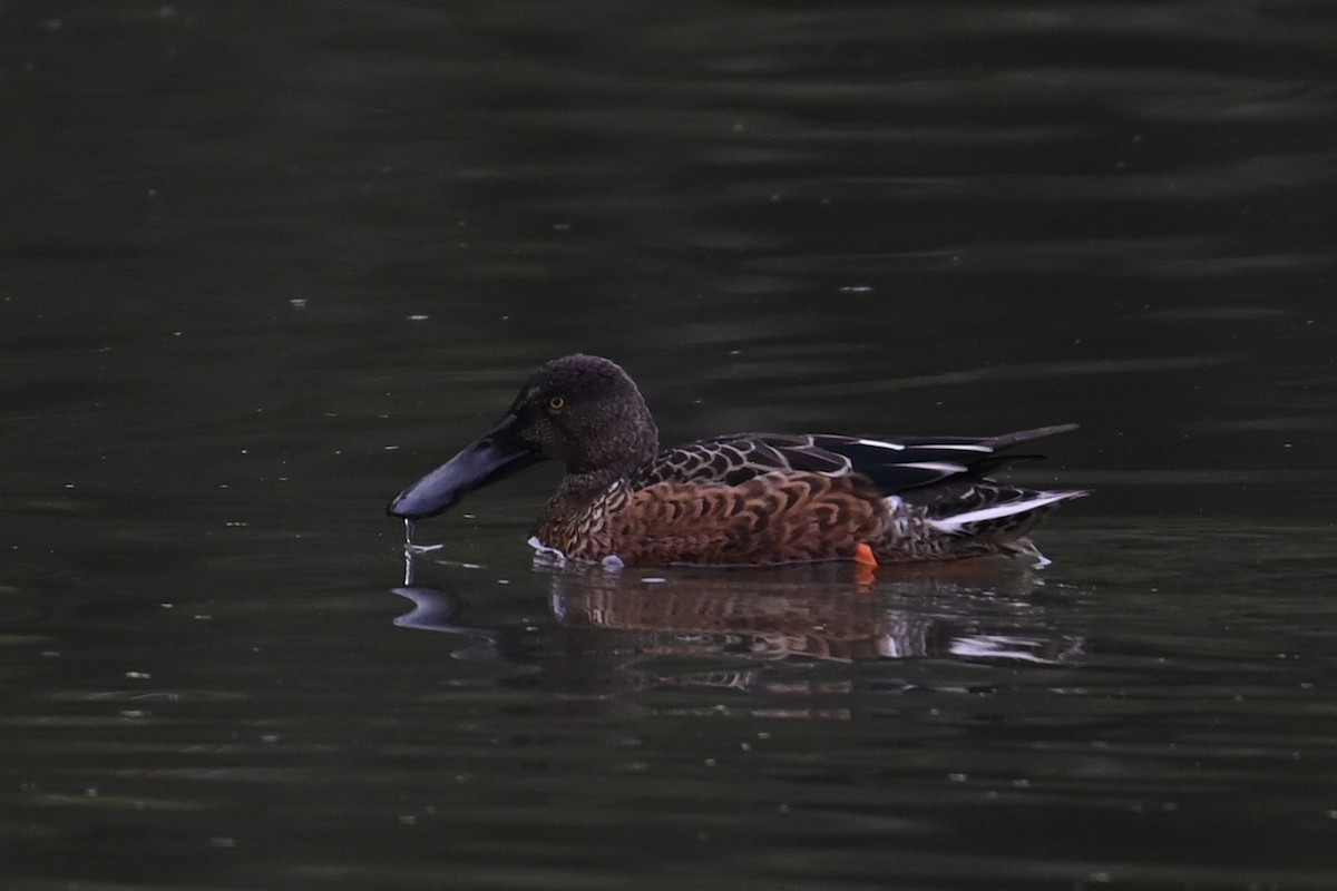 Northern Shoveler - ML642578345