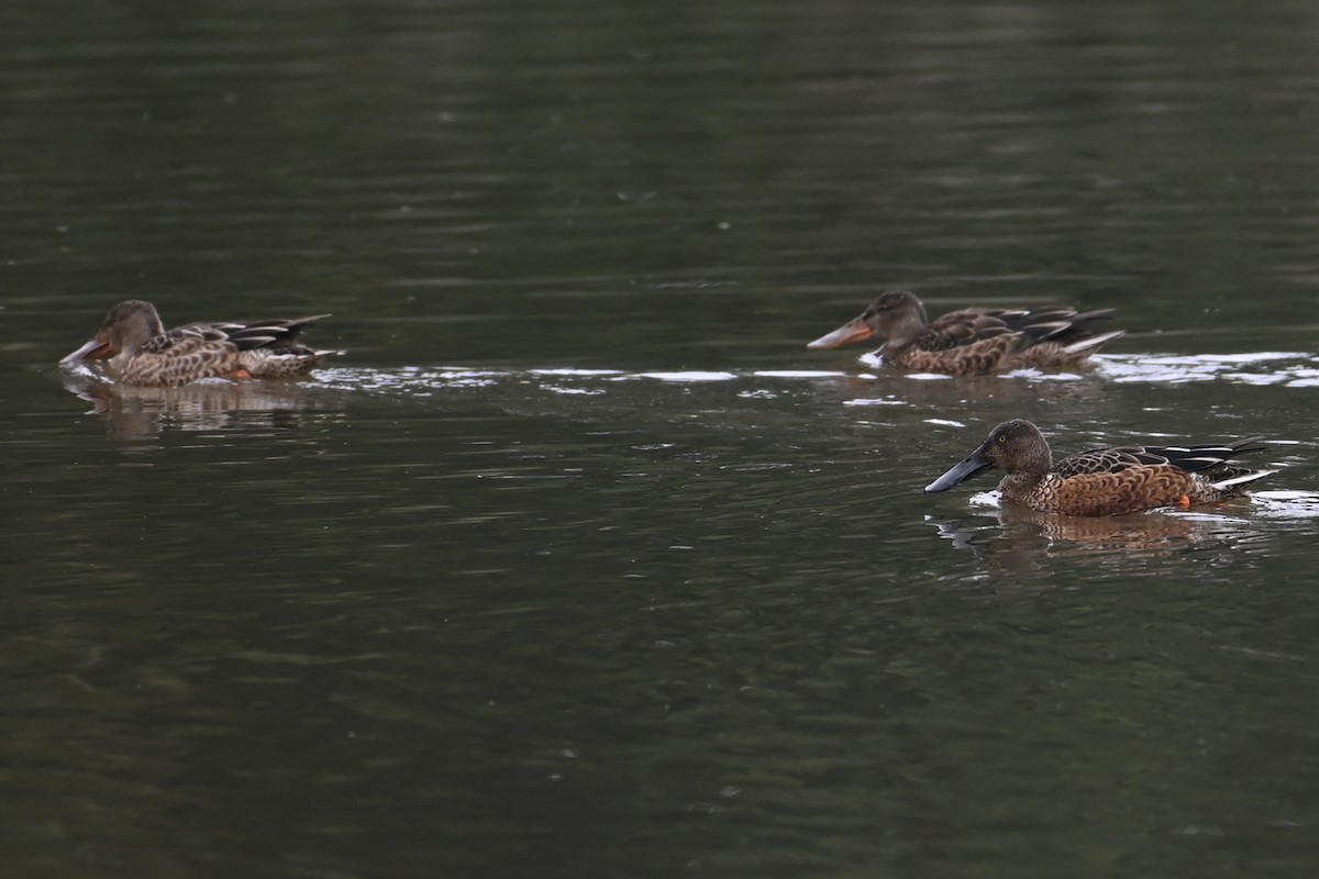 Northern Shoveler - ML642578346
