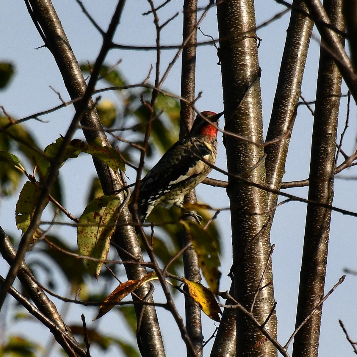 Yellow-bellied Sapsucker - ML642578358