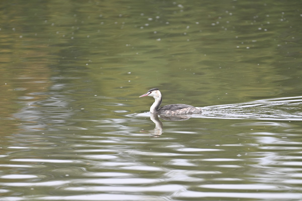 Great Crested Grebe - ML642578359