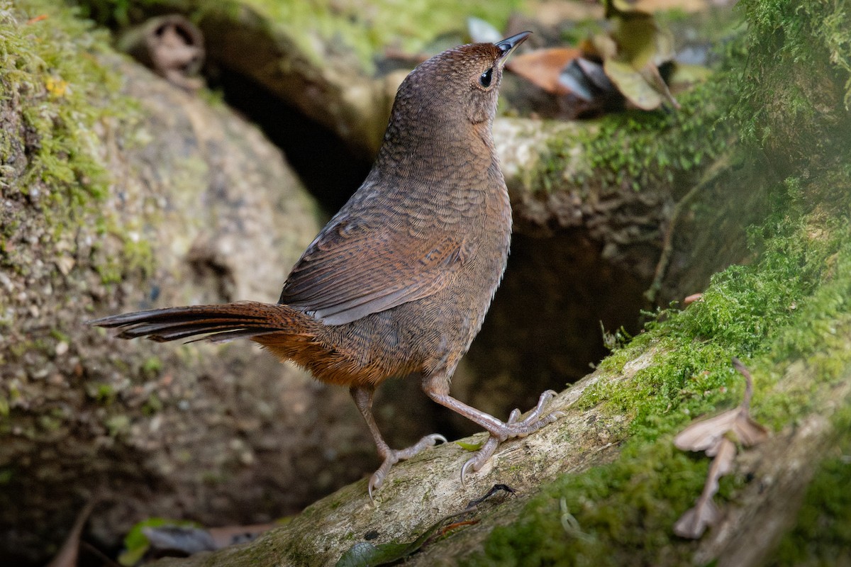 Rufous Scrub-bird - ML642578363