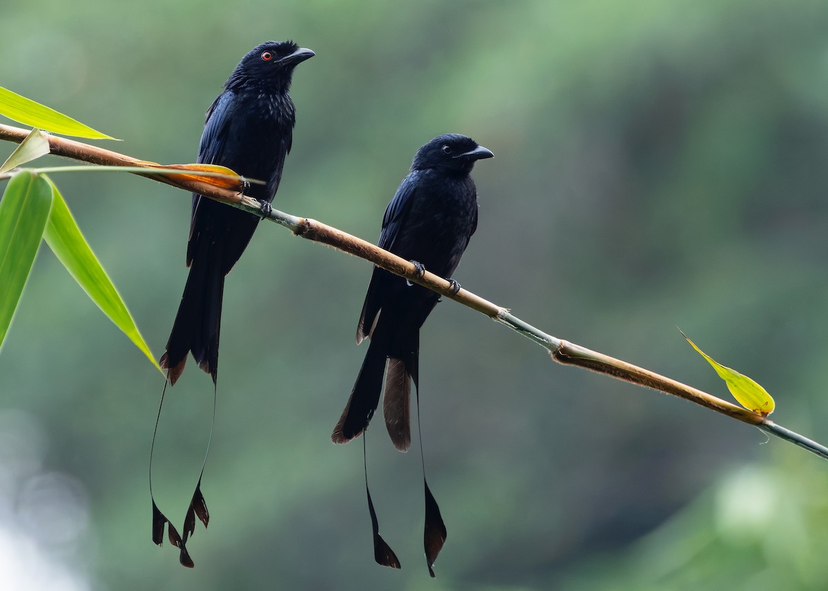 Greater Racket-tailed Drongo - ML642578364