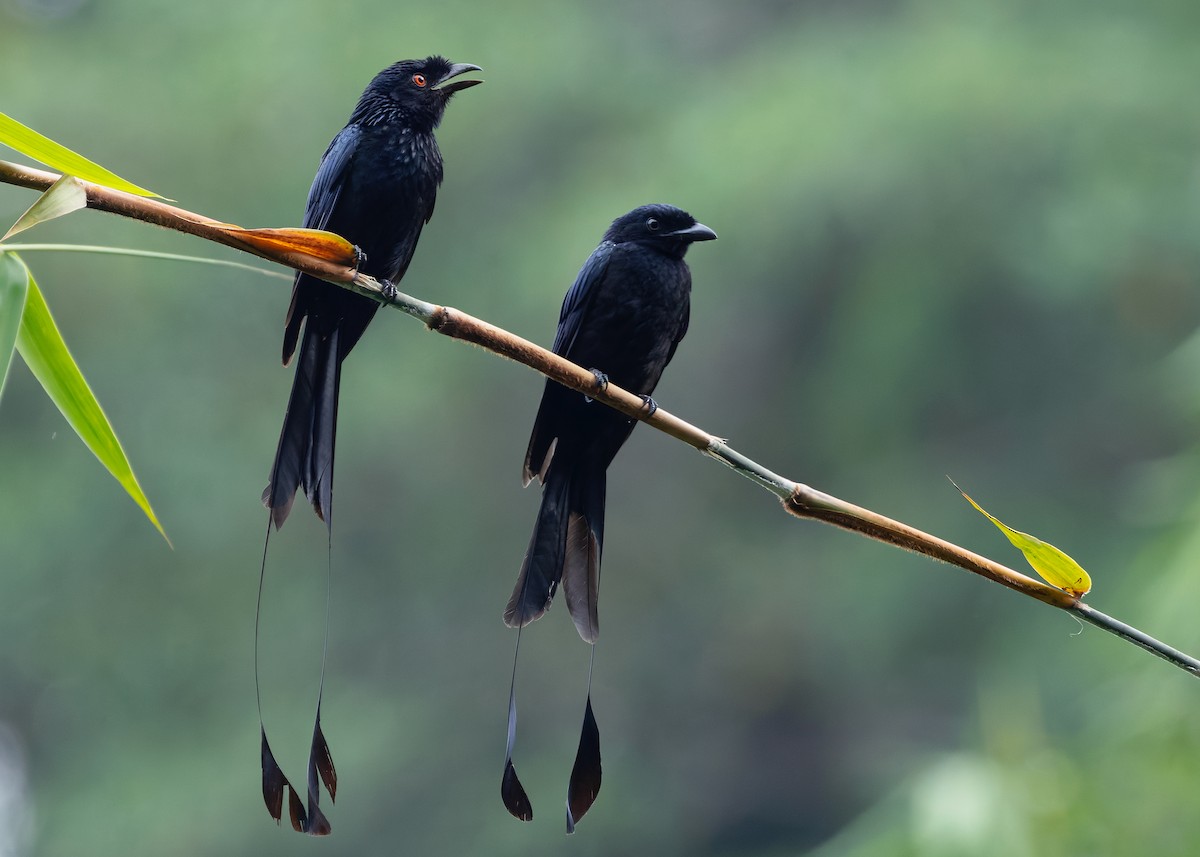 Greater Racket-tailed Drongo - ML642578365