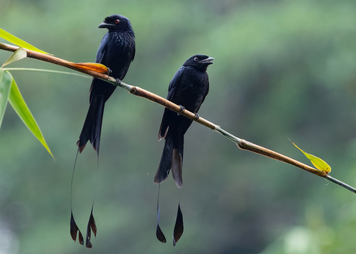 Greater Racket-tailed Drongo - ML642578366