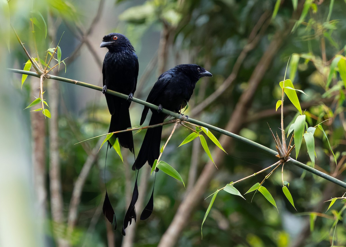 Greater Racket-tailed Drongo - ML642578367