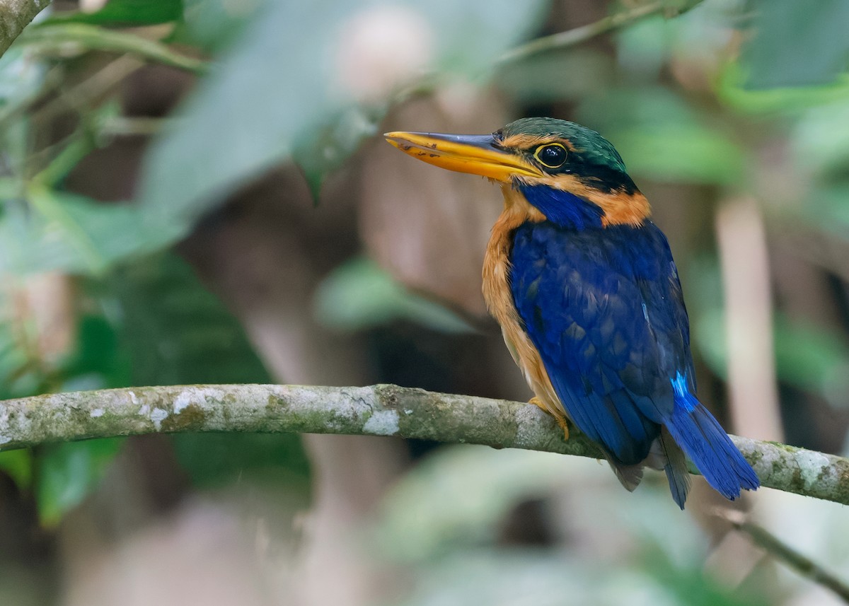 Rufous-collared Kingfisher - ML642578371
