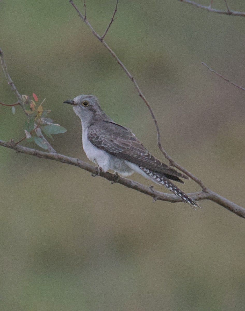 Pallid Cuckoo - ML642578390