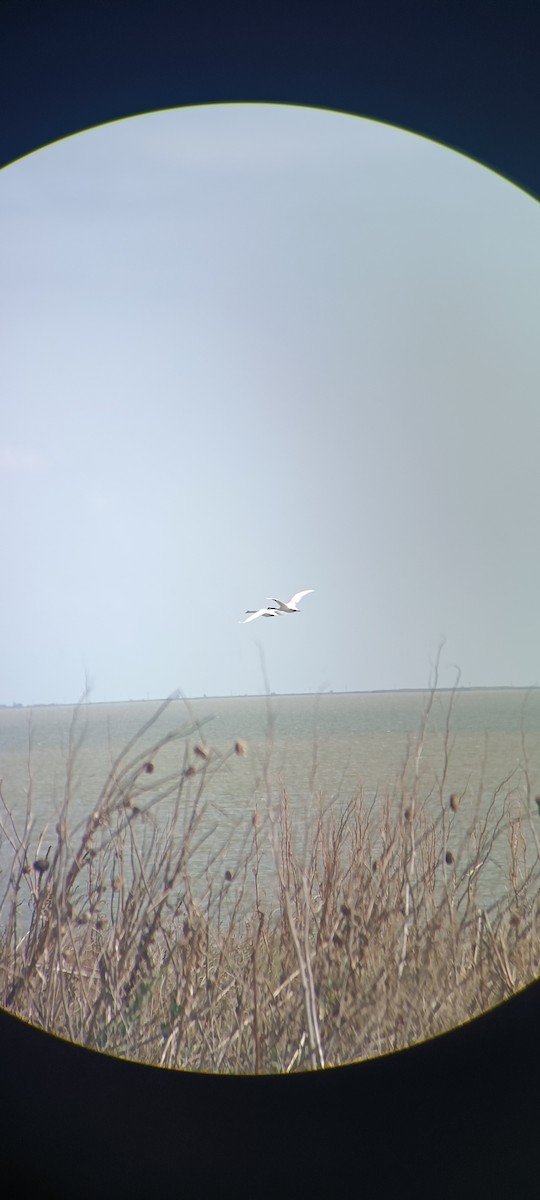 Mute Swan - ML642578460