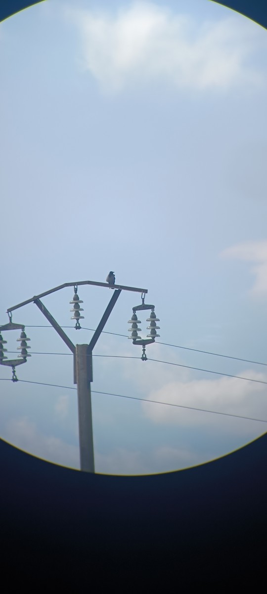 Hooded Crow - ML642578464