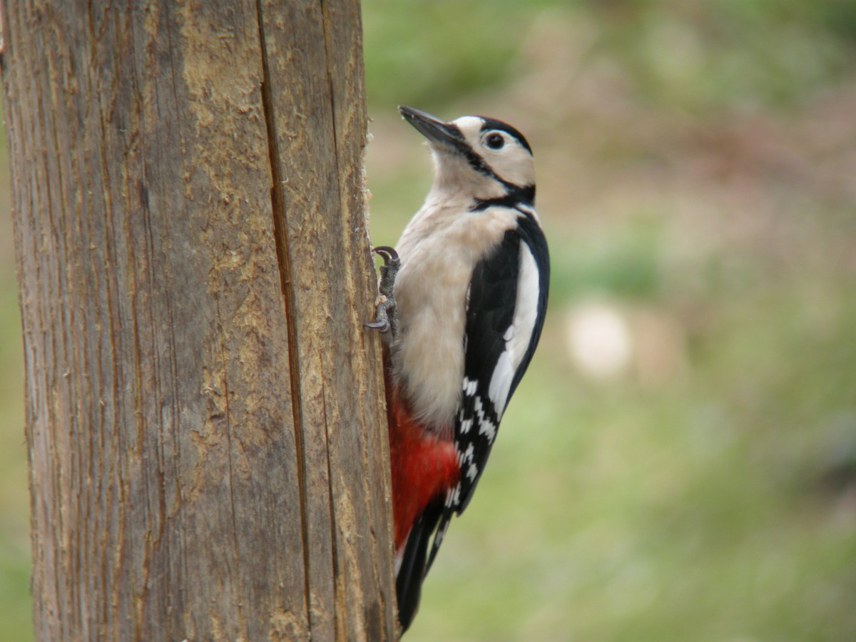 Buntspecht - ML642578469