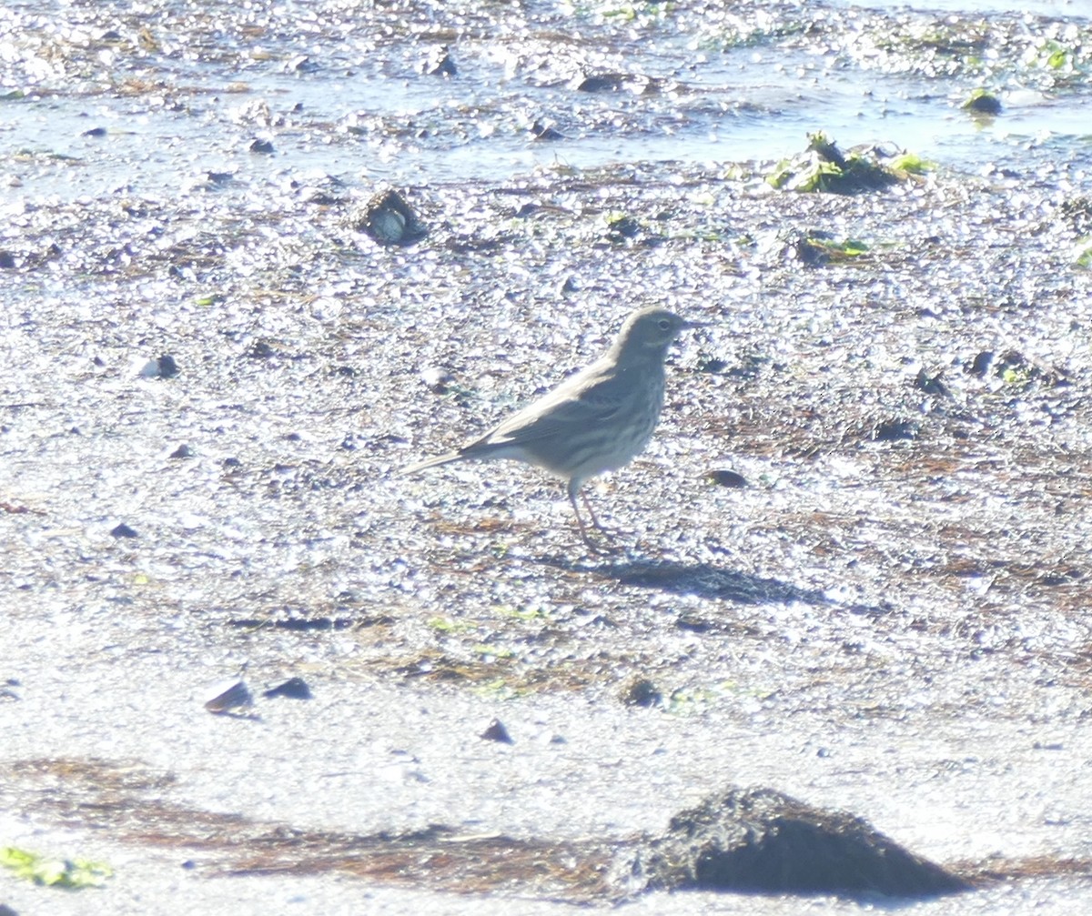 Pipit maritime - ML642578476