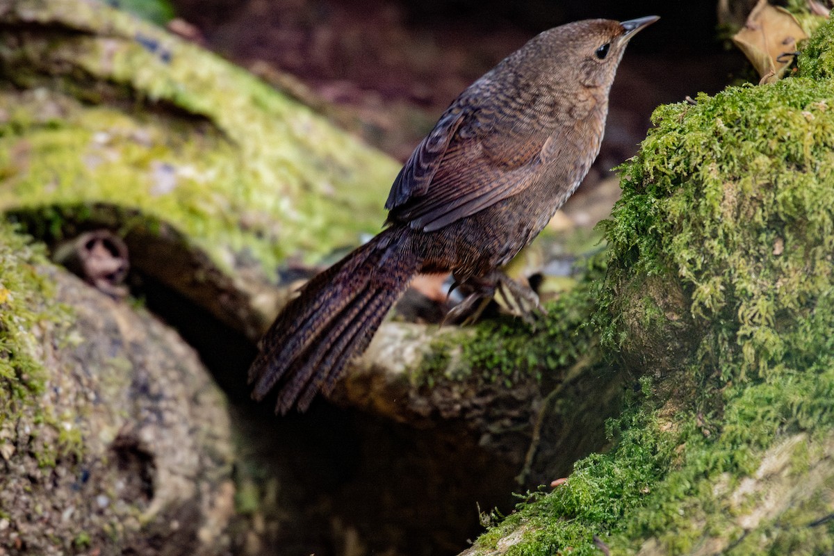 Rufous Scrub-bird - ML642578503
